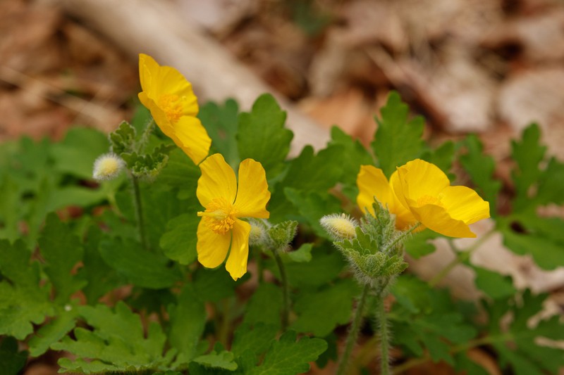 Celandine Poppy photo 4