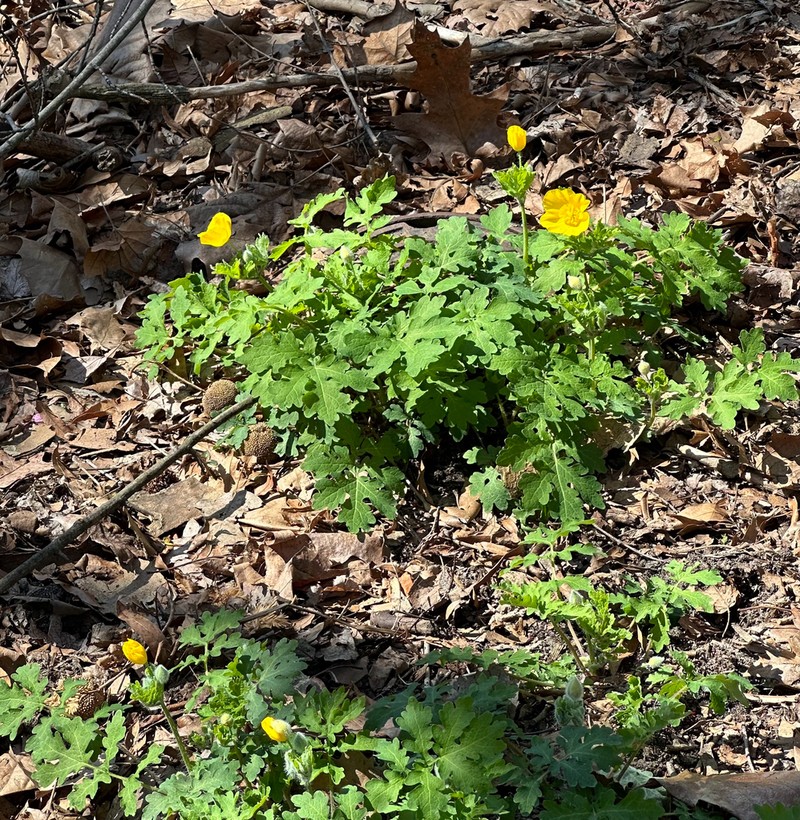 Celandine Poppy photo 5