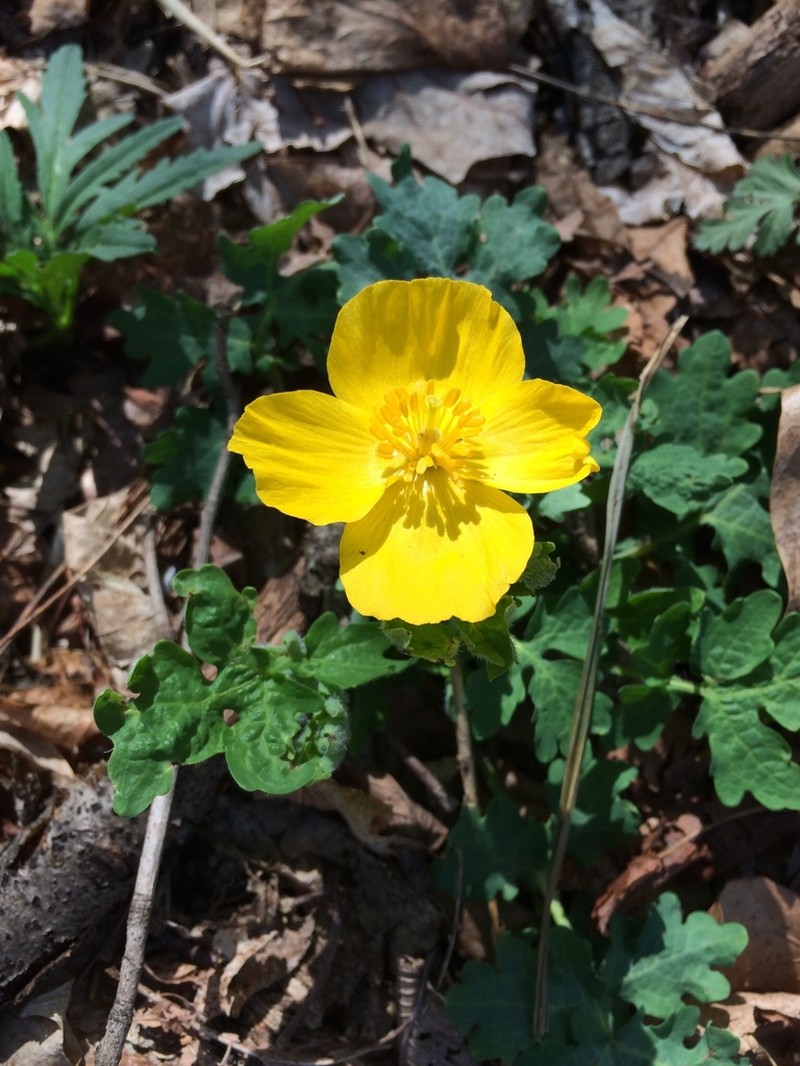 Celandine Poppy photo 6