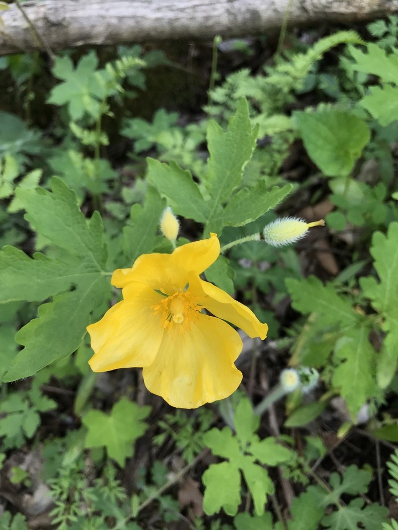 Celandine Poppy photo 7