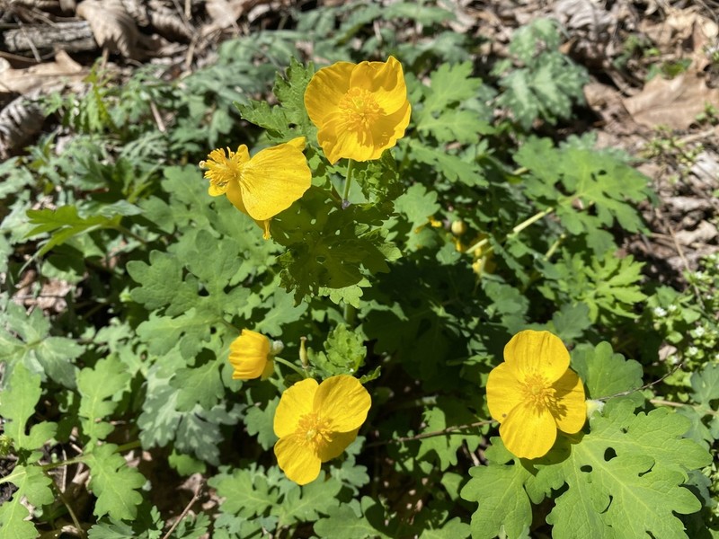 Celandine Poppy photo 8