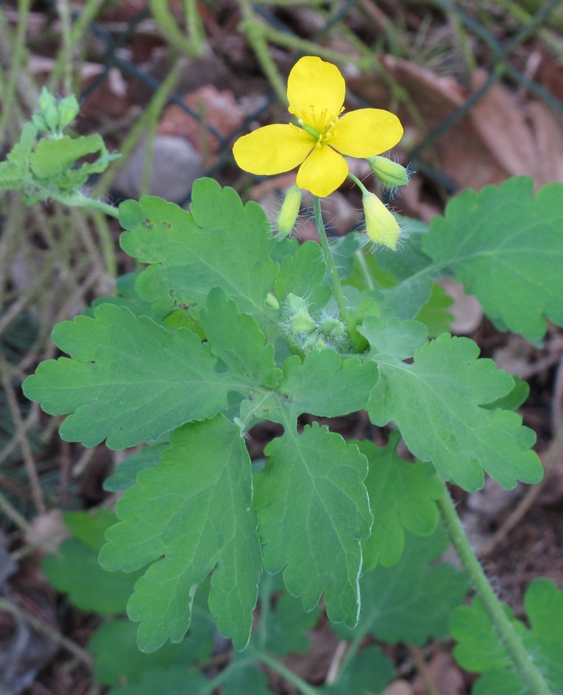 Celandine photo 2