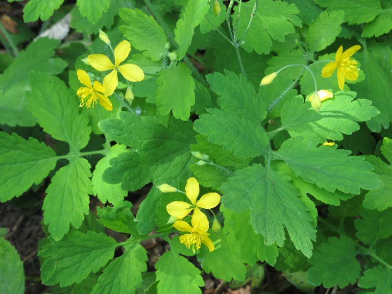 Celandine photo 3