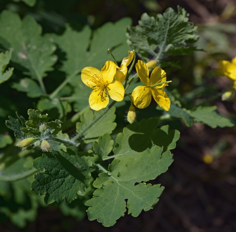 Celandine photo 4