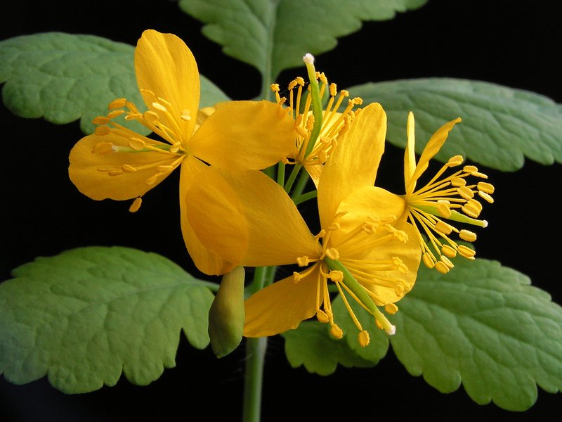 Celandine photo 5