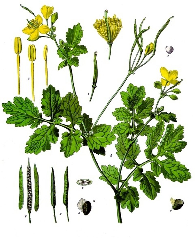 Celandine