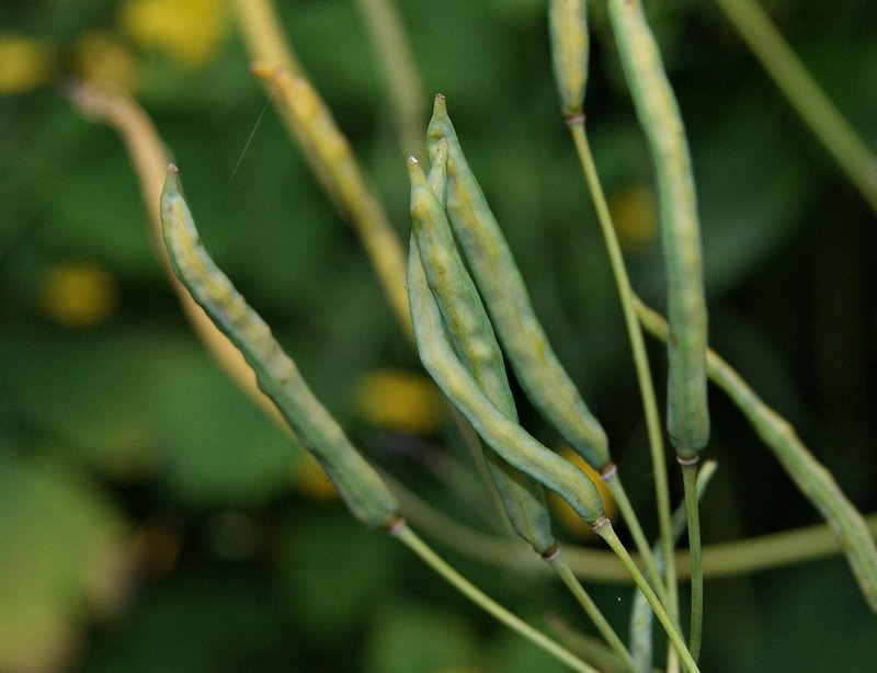 Celandine photo 6