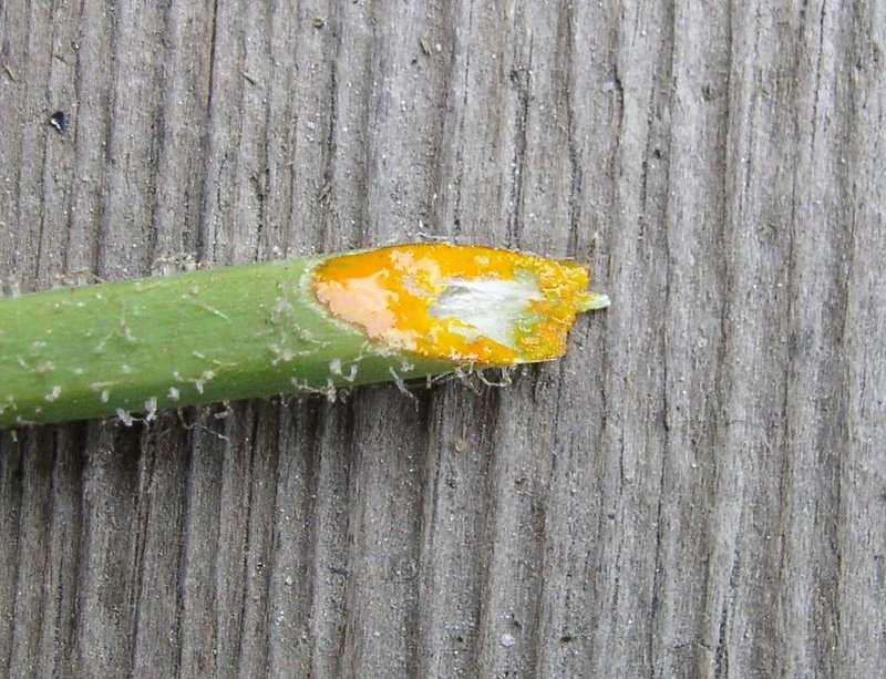 Celandine photo 7