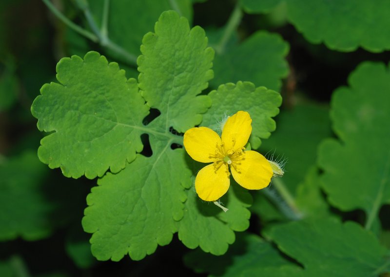 Celandine photo 8