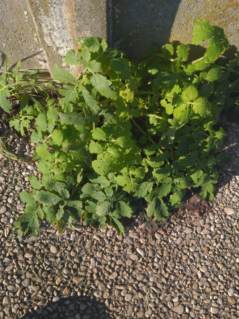 Chelidonium majus subsp. majus