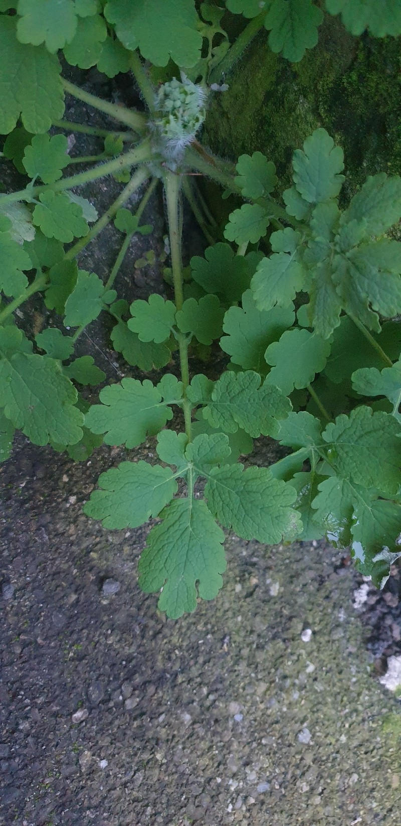 Chelidonium majus subsp. majus photo 2