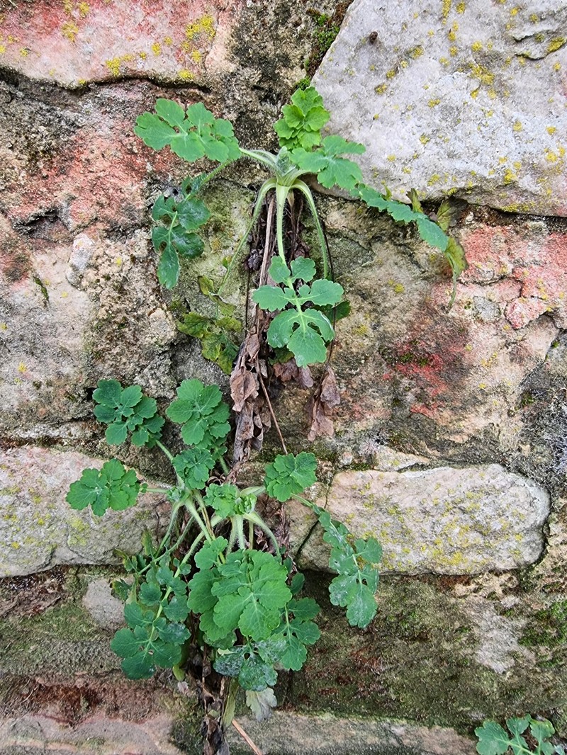 Chelidonium majus subsp. majus photo 3