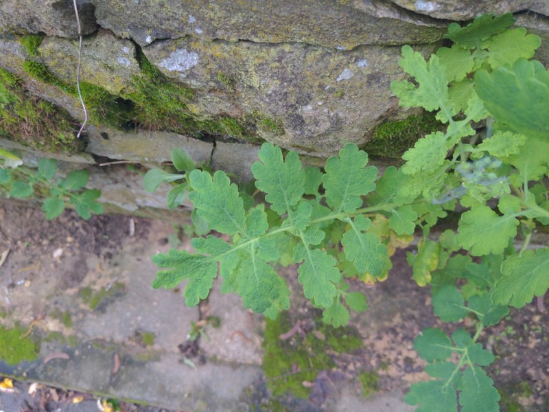 Chelidonium majus subsp. majus photo 4