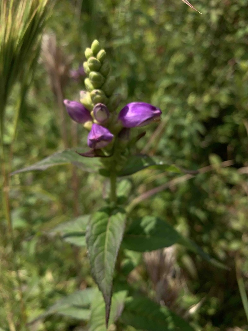 Cuthbert's Turtlehead photo 2
