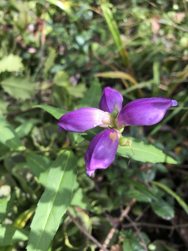 Cuthbert's Turtlehead photo 3