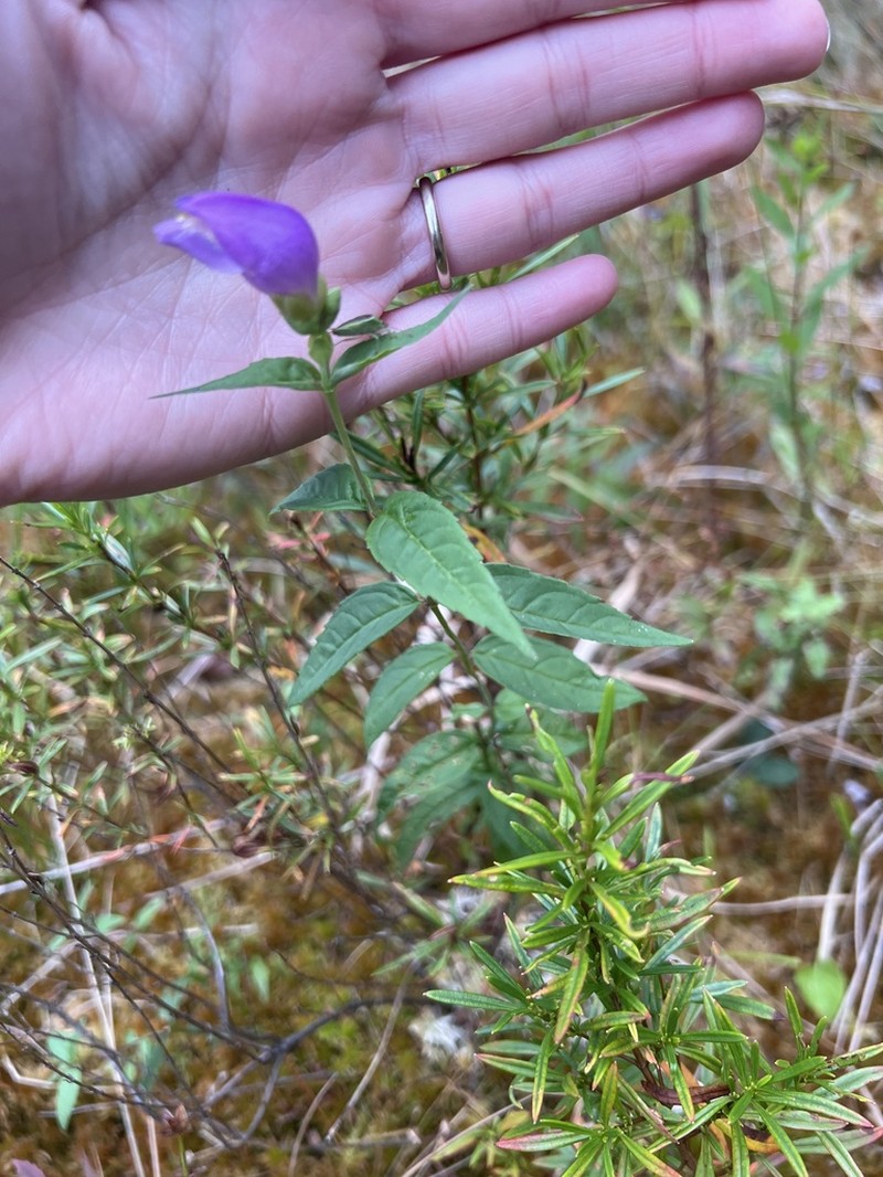 Cuthbert's Turtlehead photo 4