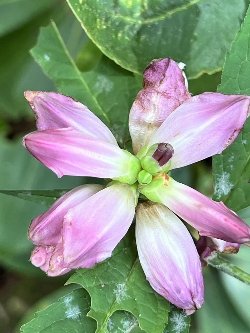 Cuthbert's Turtlehead photo 5