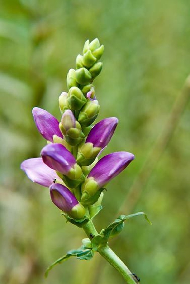 Cuthbert's Turtlehead photo 6