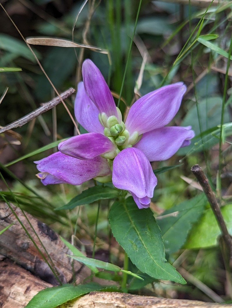 Cuthbert's Turtlehead photo 7