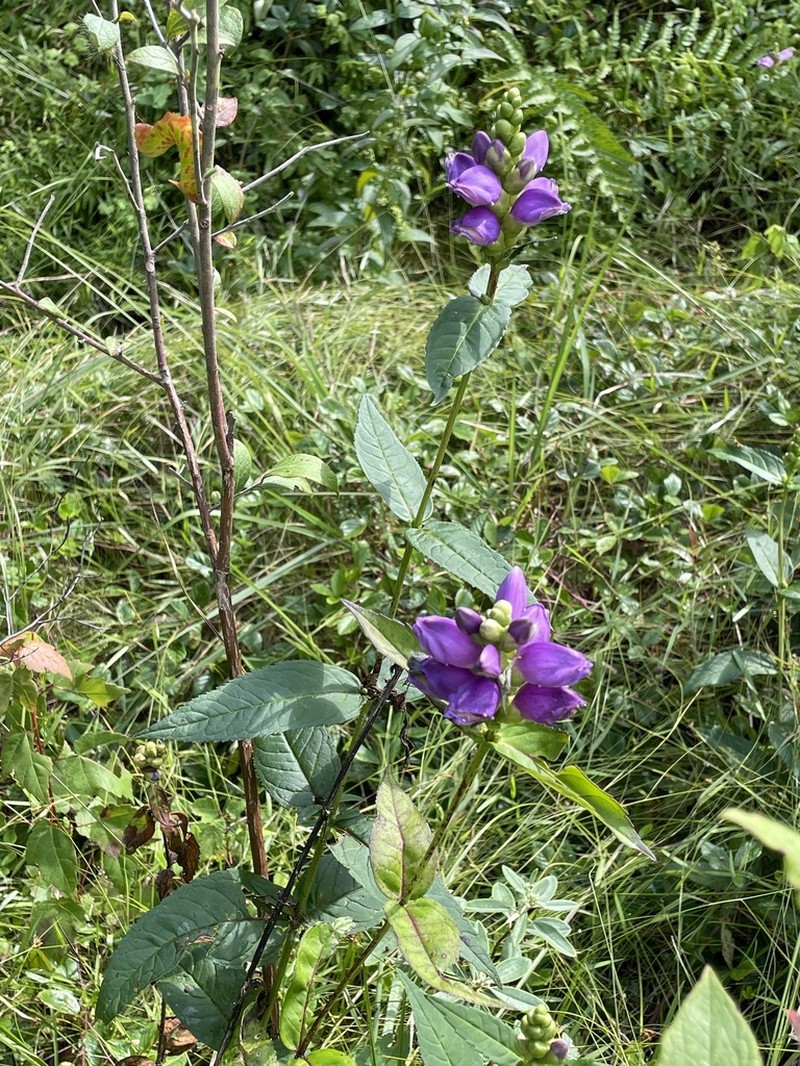 Cuthbert's Turtlehead photo 8
