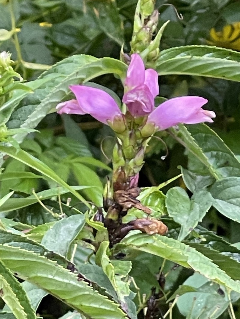 Chelone erwiniae