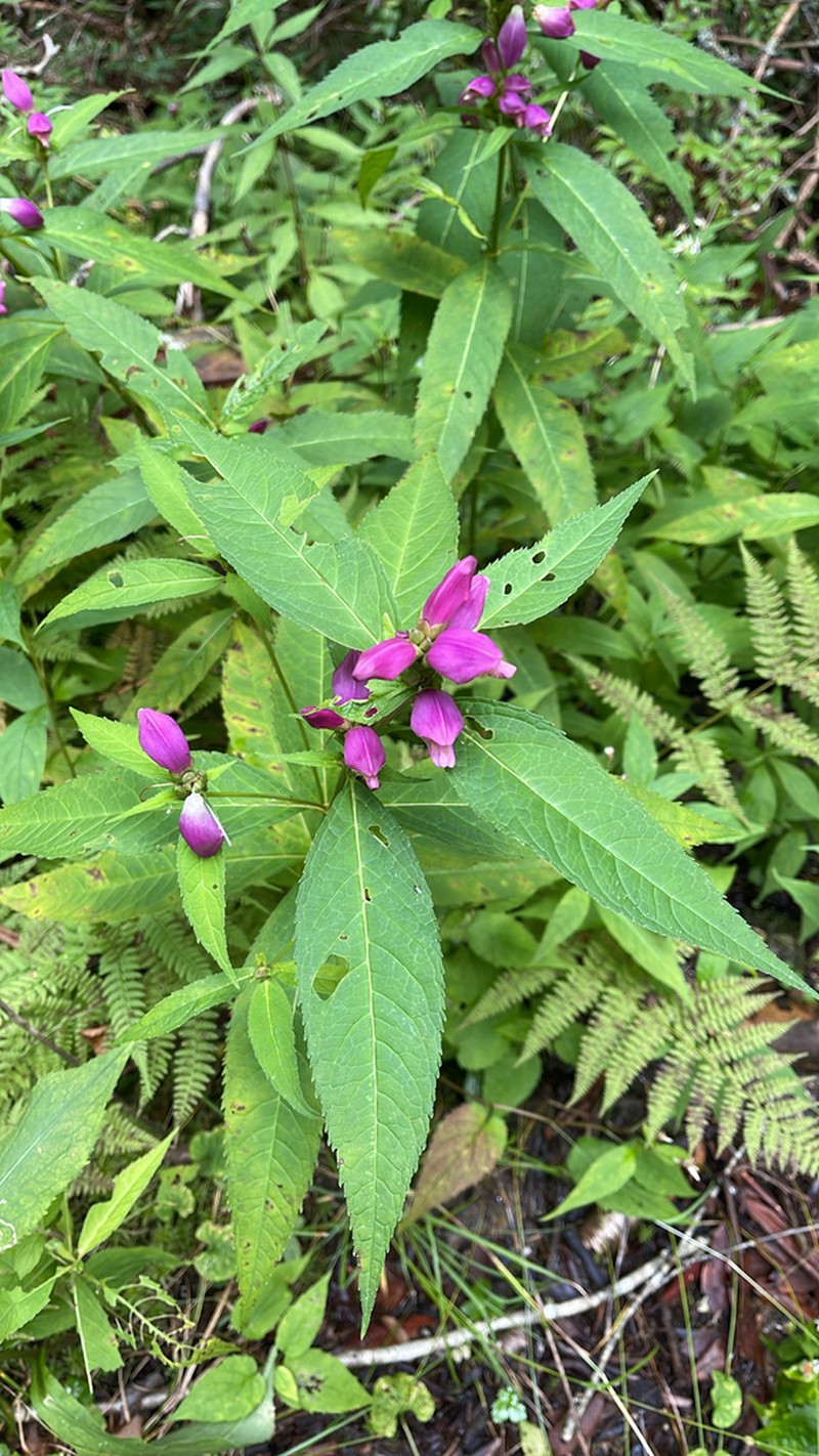 Chelone erwiniae photo 2