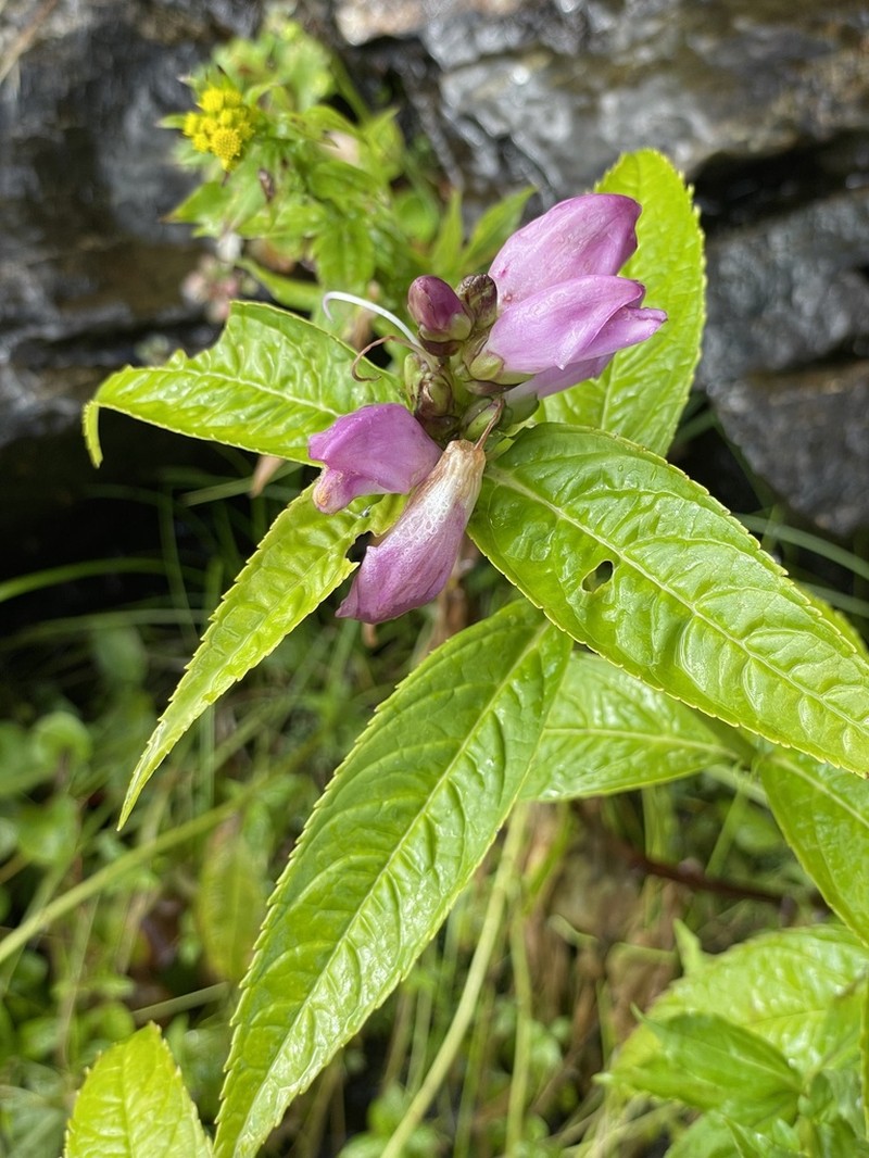 Chelone erwiniae photo 3