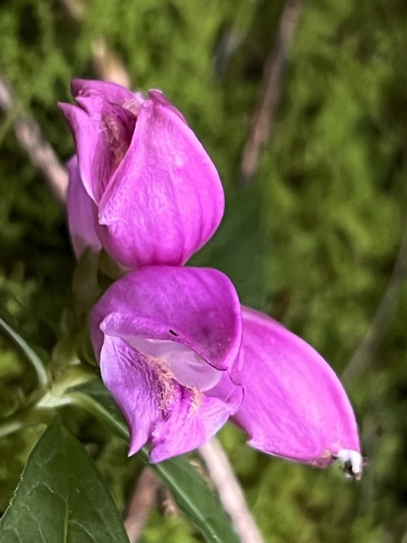 Chelone erwiniae photo 4