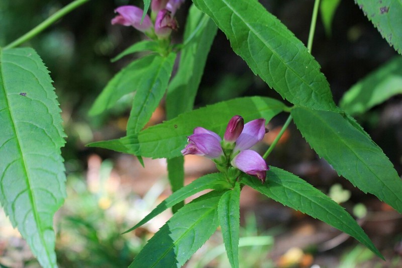 Chelone erwiniae photo 5