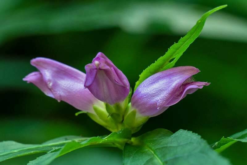 Chelone erwiniae photo 6
