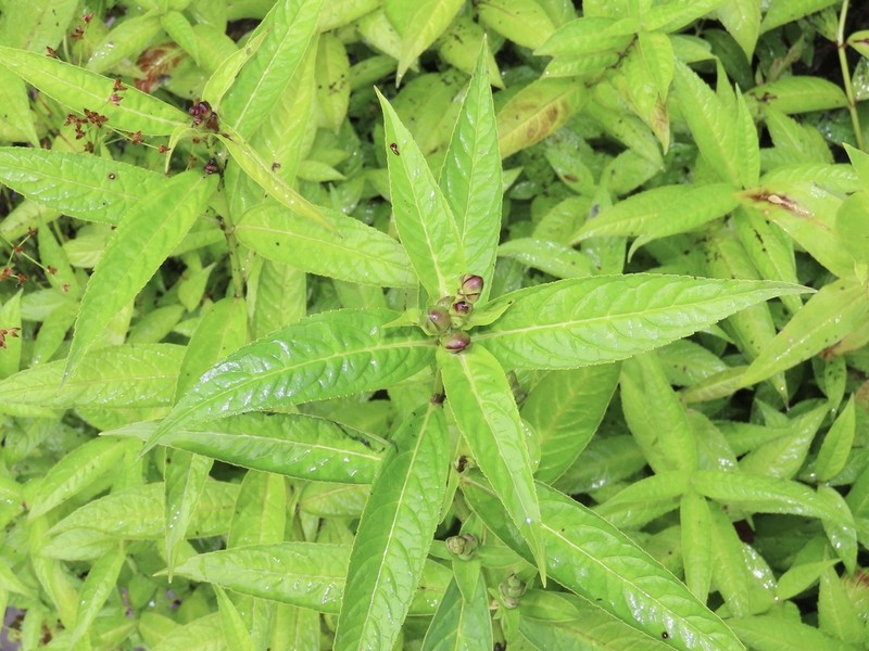 Chelone erwiniae photo 8