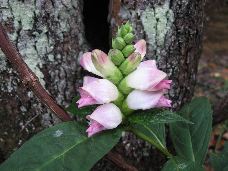 White Turtlehead
