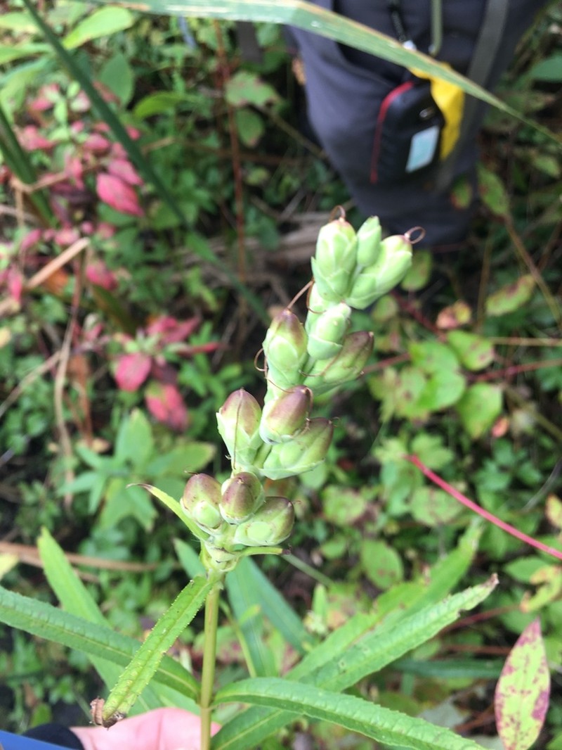 White Turtlehead