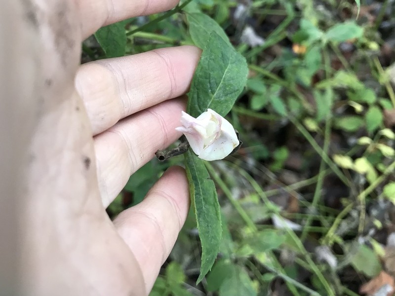 White Turtlehead photo 2