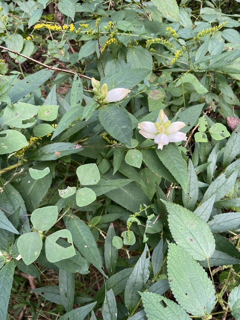 White Turtlehead photo 3
