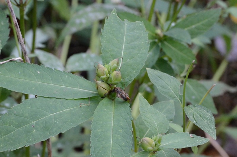 White Turtlehead photo 4