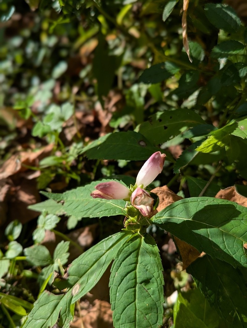 White Turtlehead photo 5
