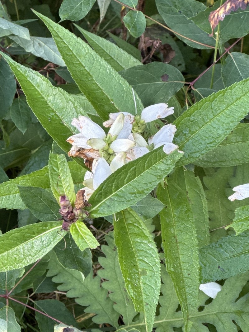 White Turtlehead photo 6