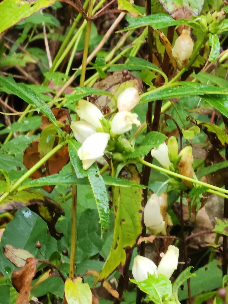 White Turtlehead photo 7