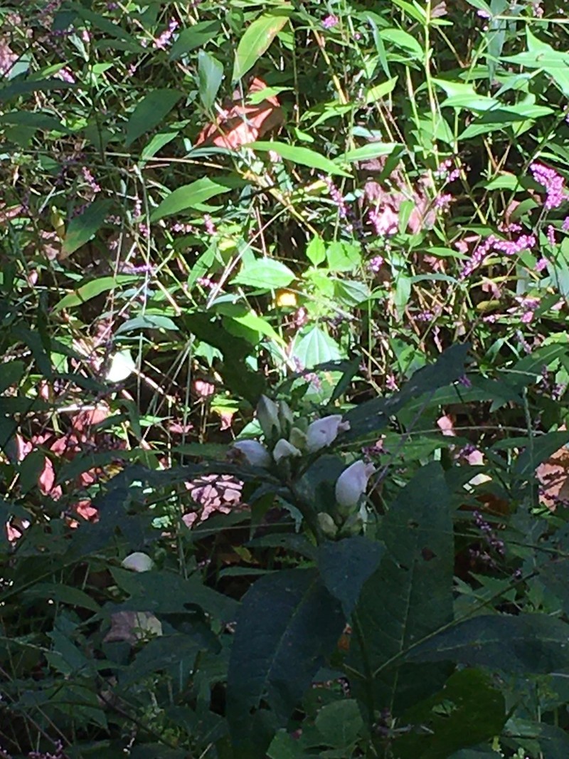 White Turtlehead photo 8