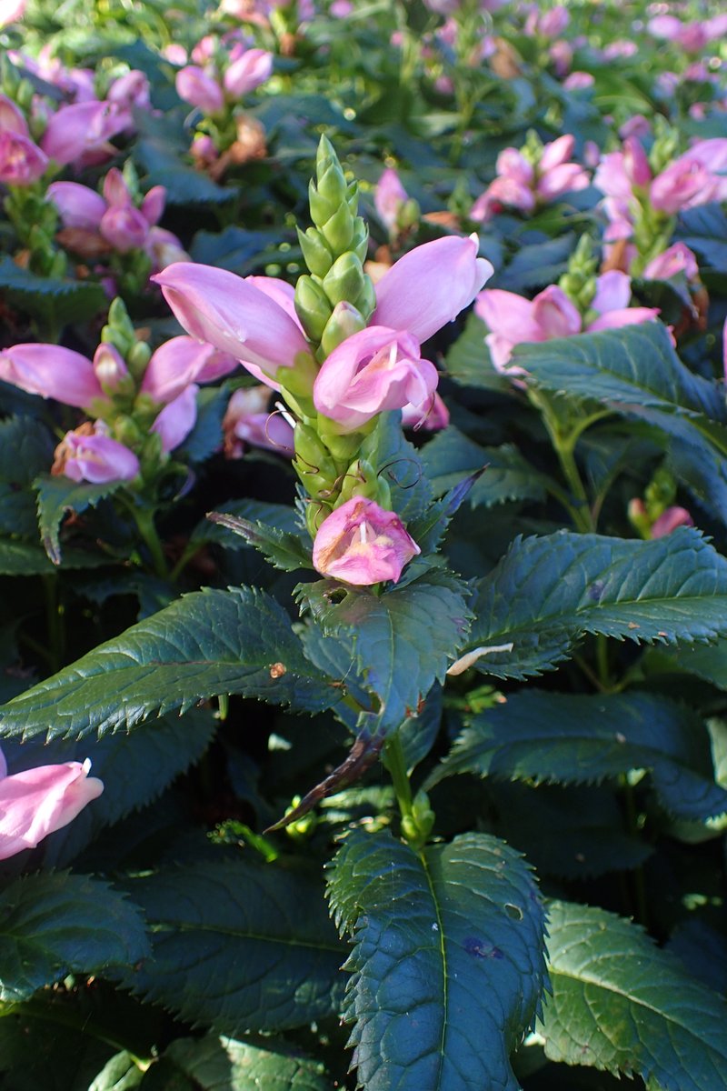 Pink Turtlehead
