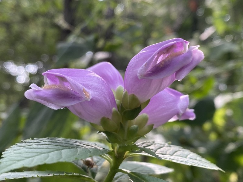 Pink Turtlehead