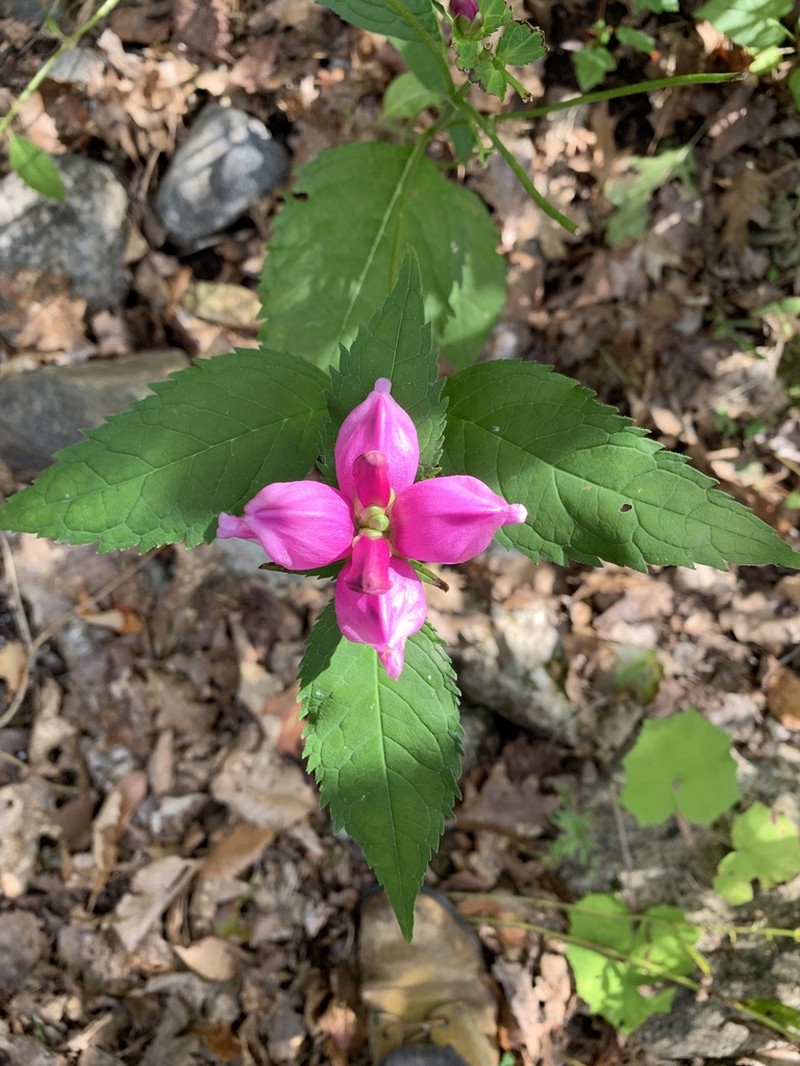 Pink Turtlehead photo 2