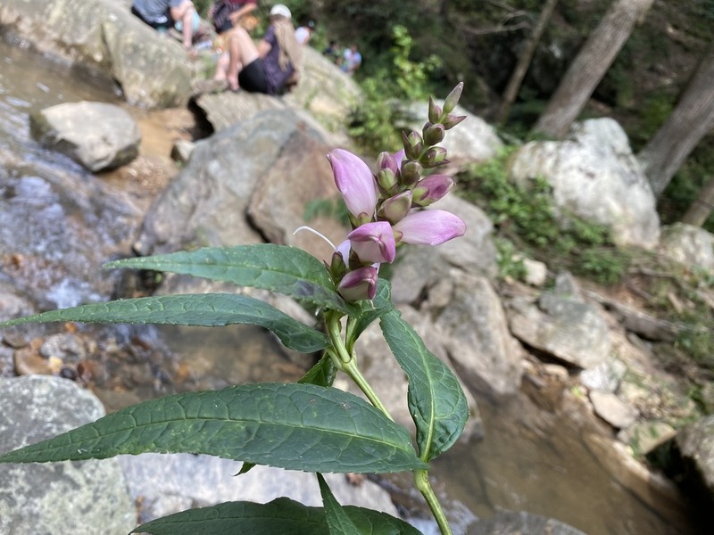 Pink Turtlehead photo 3