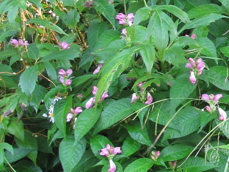 Pink Turtlehead photo 4