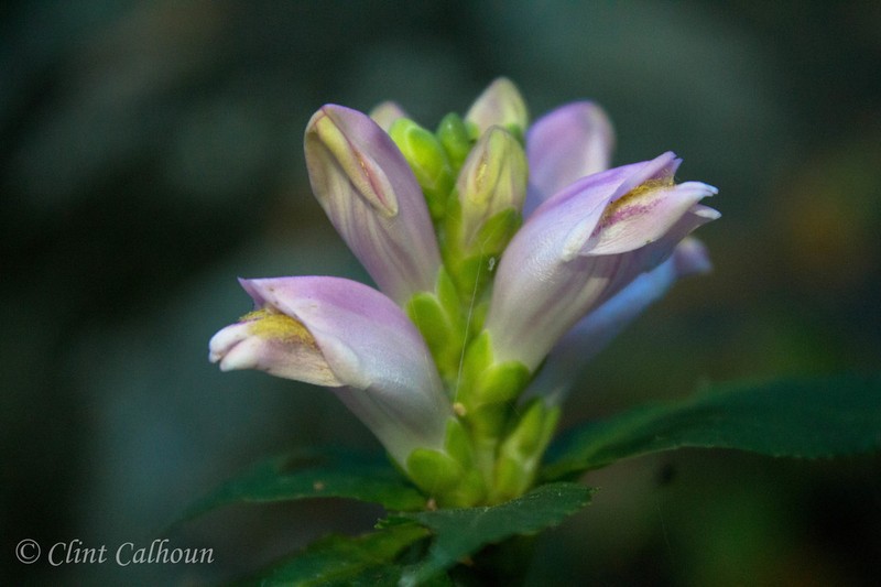 Pink Turtlehead photo 5