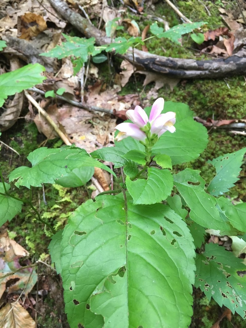 Pink Turtlehead photo 6
