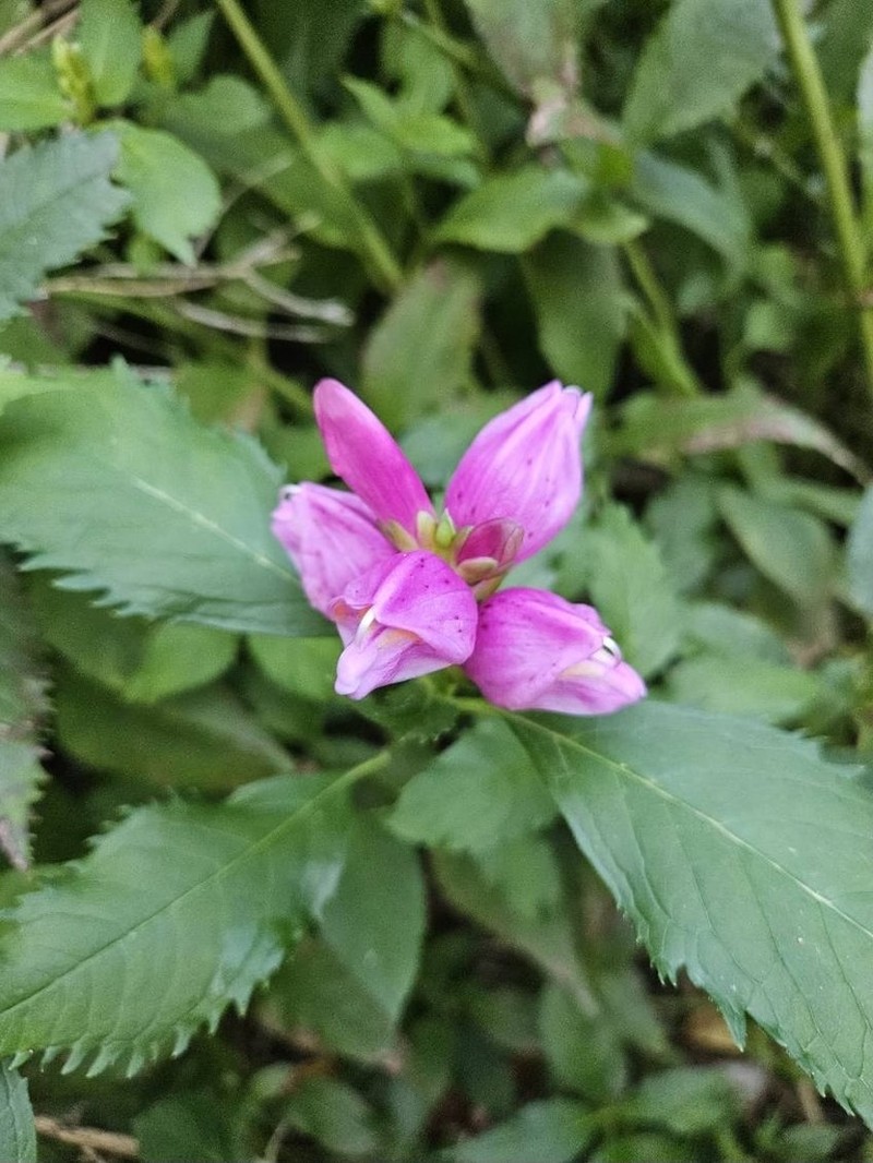 Pink Turtlehead photo 7