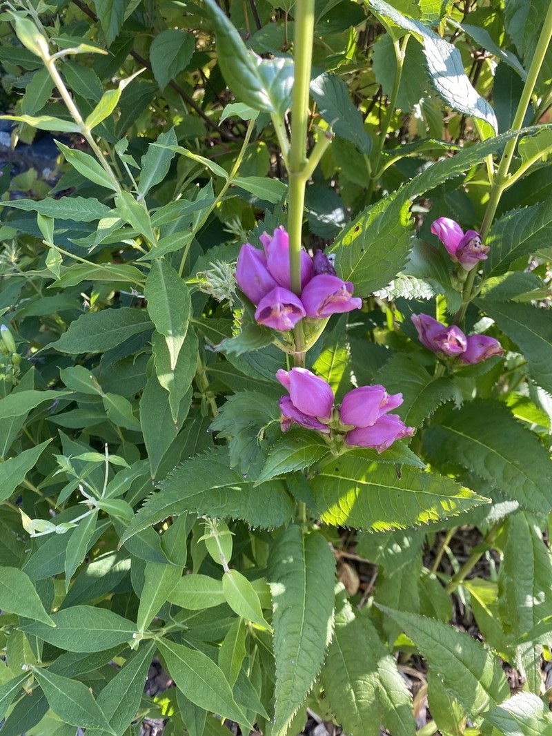 Pink Turtlehead photo 8