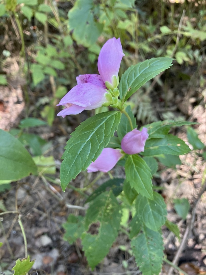 Red Turtlehead